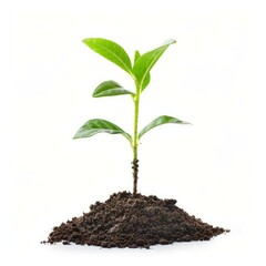 Small plant is growing out of a pile of dirt on a white background