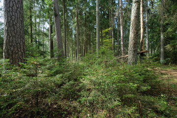 Autumnal coniferous tree stand with moss covered trees and broken ones