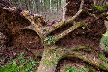 Autumnal coniferous tree stand with moss covered trees and broken ones