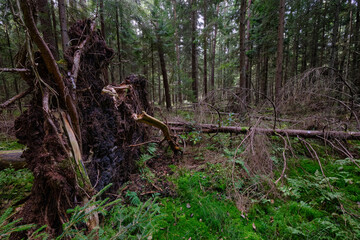 Autumnal coniferous tree stand with moss covered trees and broken ones