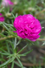 Fototapeta premium Portulaca grandiflora or moss rose purslane flower closeup, Closeup red moss rose purslane (portulaca grandiflora) flowers in garden tropical, delicate dreamy of beauty of nature with green leaves