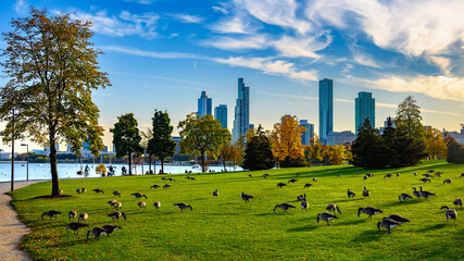 Gęsi na tle panoramy Chicago