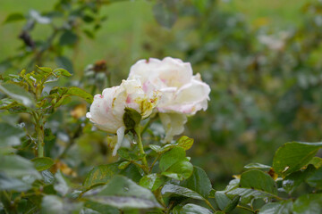 Obraz premium Beautiful White rose flower closeup in garden, A very beautiful rose flower bloomed on the rose tree, Rose flower, bloom flowers, Natural spring flower, Nature