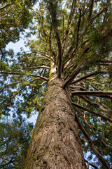 Fototapeta premium sequoia in a park in switzerland