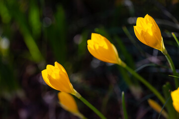 Beautiful yellow spring crocuses in the garden. Floral spring background with yellow crocus flowers.