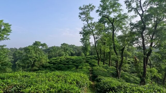 Exploring lush green tea plantations in the hills of Assam, India during the early morning light with vibrant trees and carefully maintained tea bushes surrounding the pathways