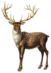 Fototapeta premium PNG Reindeer antlers illustration wildlife.
