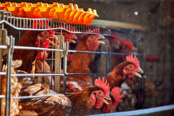 layers hens inhuman conditions in battery cages abuse and torture, protesting against, hens for...