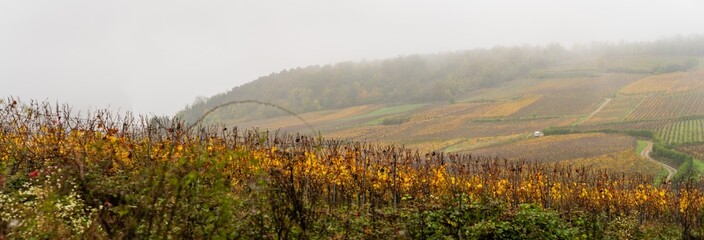 Ambiance matinale en Alsace : exploration du terroir viticole du pays de Ribeauvillé, Pays de Ribeauvillé, Alsace, CEA, France