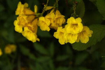 Obraz premium Yellow trumpetbush (Tecoma stans) Called Yellow bell or Yellow Elder Flower, trumpet flower, Beautiful bunch of yellow flowers closeup with green leaves Background, tecoma stans
