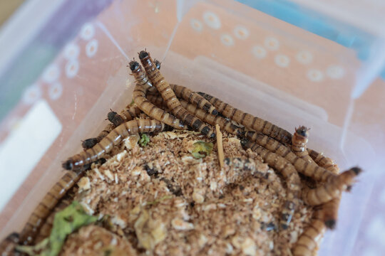 Shallow depth of field (selective focus) details with superworms (Zophobas morio) in a plastic box