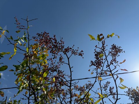 Red, green and black fruit on the pistacia terebinthus or terebinth or turpentine tree. Pistacia terebinthus is a deciduous shrub species of the genus Pistacia. Menengi&ccedil;, hackberry healthy fruits.