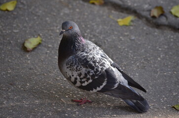 Obraz premium A pigeon is standing on a sidewalk. The bird is black and white with a pink beak.