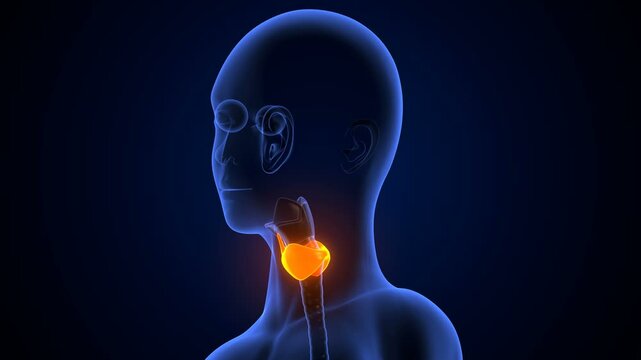 female thyroid anatomy system. 3d illustration