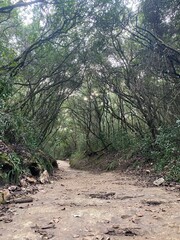 Fototapeta premium Footpath in a forest during autumn