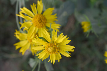Golden Crownbeard (Also called Golden Crownbeard, Copen Daisy, golden crown beard) in the nature, Golden Crownbeard Flower closeup,Beautiful yellow flower closseup in nature Chakwal, Punjab, Pakistan
