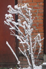 First snow at the dacha bare branches of bushes covered with snow, Moscow, Malakhovka, November 2024, 2