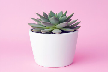 Obraz premium A beautiful succulent plant in a small white pot on a pink background