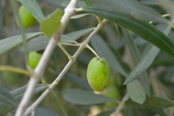 unripe green olives on tree closeup, Olive-tree branch with unripe green olives, olive tree plantation during harvest, unripe green olives on the tree with green leaves, Chakwal, Punjab, Pakistan