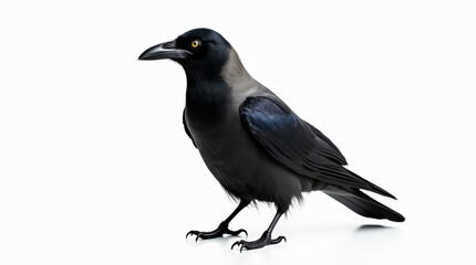 Obraz premium High-Resolution Stock Image of Crow Isolated on White Background - Perfect for Nature and Wildlife Projects