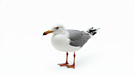 High-Quality Stock Photo of Seagull Isolated on White Background - Perfect for Wildlife and Nature Projects