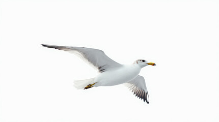 Fototapeta premium High-Quality Stock Photo of Seagull Isolated on White Background - Perfect for Wildlife and Nature Projects
