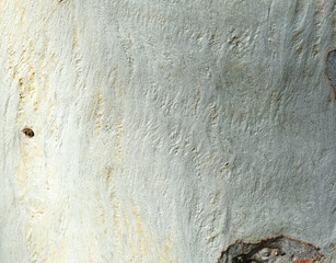 Eucalyptus tree bark texture, Bark of eucalyptus tree, seamless texture, a eucalyptus tree bark texture background image