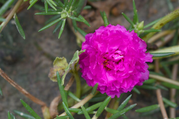 Portulaca grandiflora or moss rose purslane flower closeup, Closeup red moss rose purslane (portulaca grandiflora) flowers in garden tropical, delicate dreamy of beauty of nature with green leaves