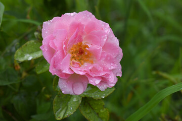 Beautiful pink rose flower closeup in garden, A very beautiful rose flower bloomed on the rose tree, Rose flower, bloom flowers, Natural spring flower,  Nature