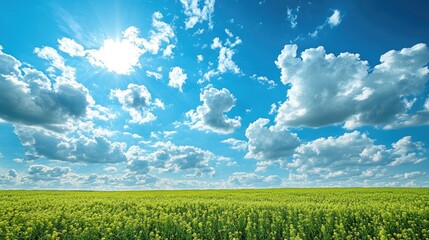 Fototapeta premium Radiant grain fields stretch out under a vibrant blue sky adorned with fluffy clouds, creating a picturesque scene of natural beauty with ample space for photo composition.