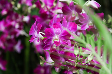 Fototapeta premium Elegant Purple Orchid in Singapore Botanical Garden