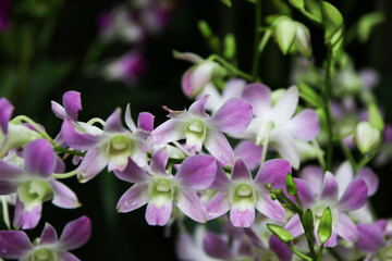 Fototapeta premium Elegant Purple Orchid in Singapore Botanical Garden