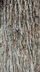 texture of the bark