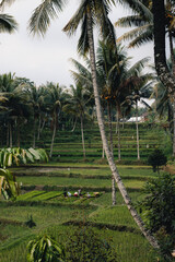 Palm trees and rice fields