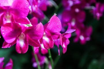 Exquisite Yamamoto Dendrobium Hybrid Orchids Display