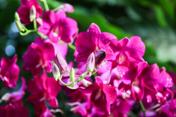 Exquisite Yamamoto Dendrobium Hybrid Orchids Display