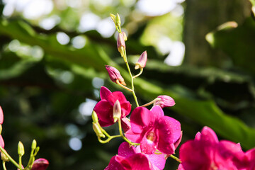 Exquisite Yamamoto Dendrobium Hybrid Orchids Display