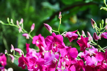 Exquisite Yamamoto Dendrobium Hybrid Orchids Display