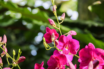 Exquisite Yamamoto Dendrobium Hybrid Orchids Display