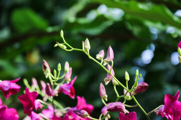 Exquisite Yamamoto Dendrobium Hybrid Orchids Display