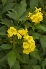 Obraz premium Yellow trumpetbush (Tecoma stans) Called Yellow bell or Yellow Elder Flower, trumpet flower, Beautiful bunch of yellow flowers closeup with green leaves Background, tecoma stans