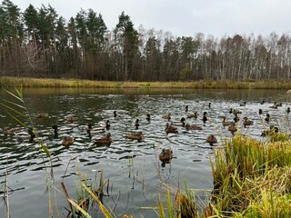 Wild ducks swim on a lake in the forest on an autumn day.