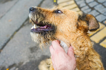 Close up first person, portrait of happy stray dog.