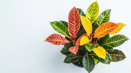 Obraz premium Variegated Plant with Red, Yellow, and Green Leaves