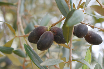 ripe black olives on tree closeup, Olive-tree branch with ripe black olives, olive tree plantation during harvest, ripe black olives on the tree with green leaves, olive tree Chakwal, Punjab, Pakistan