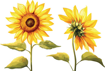 Watercolor sunflower, summer. Vector illustration