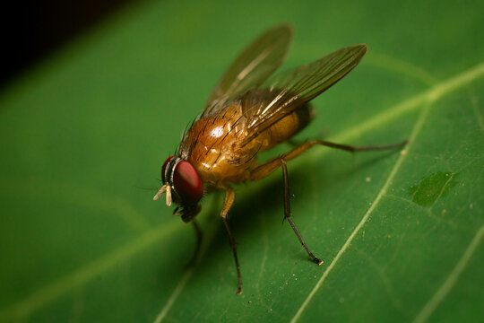 Beautiful Phaonia pallida, the muscid fly or orange muscid fly under macro photography resting on green leaf