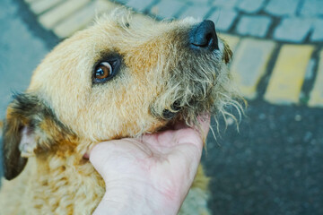 Close up first person, portrait of happy stray dog.