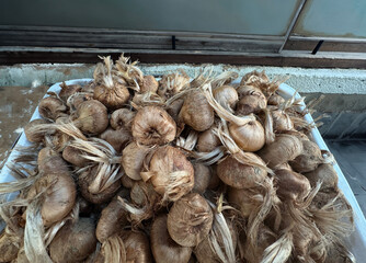 Saffron bulbs. Crocus Sativus bulbs grown in Safranbolu. Autumn crocus, saffron crocus close-up, macro background. Saffron or autumn crocus.