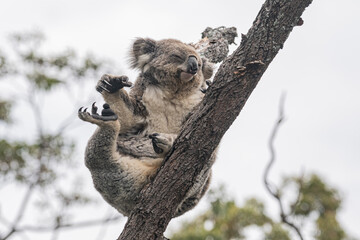 Koala Relaxing on a Tree Branch in Nature © BiW.HORiZON